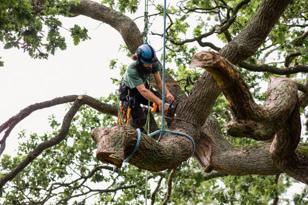 How Our Tree Care Process Works  in  Broadview Park, FL