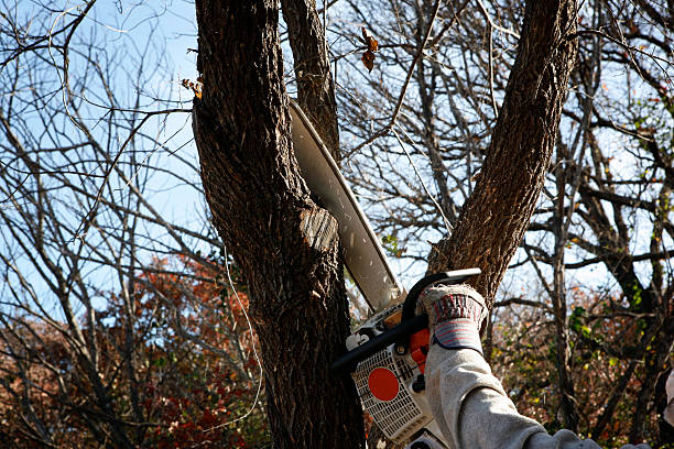 Broadview Park, FL Tree Services Company